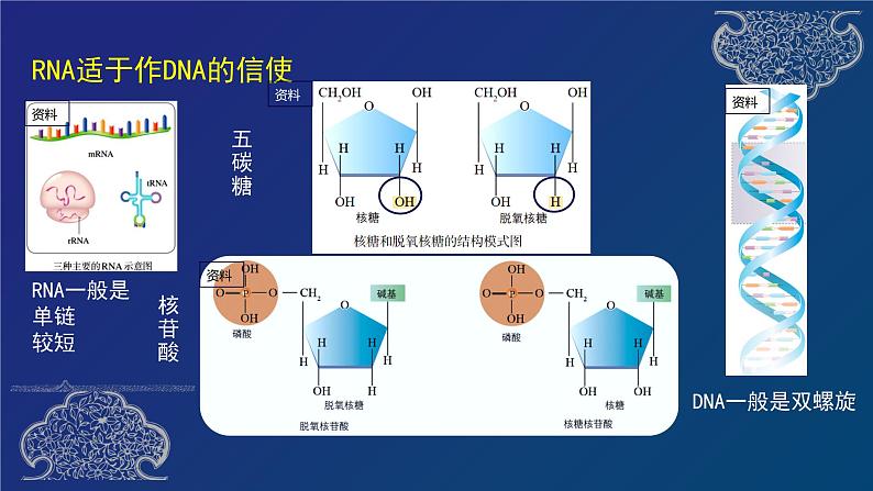 部编生物必修第2册（课件）11基因指导蛋白质的合成08