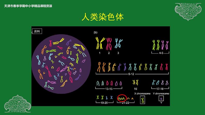 部编生物必修第2册（课件）14 染色体变异04