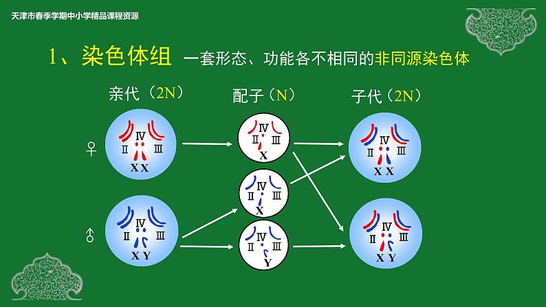 部编生物必修第2册（课件）14 染色体变异06