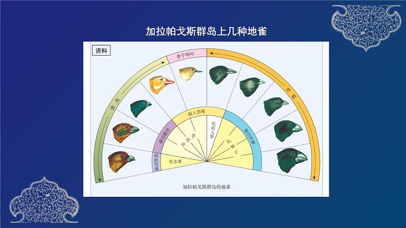 部编生物必修第2册（课件）18  物种的形成、协同进化与生物多样性的形成06