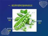 部编生物必修第2册（课件）1 孟德尔的豌豆杂交实验（一）