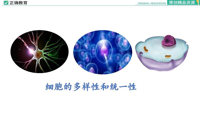 1.2 细胞的多样性和统一性课件PPT01