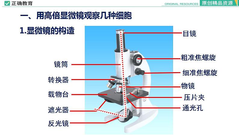 1.2 细胞的多样性和统一性课件PPT06