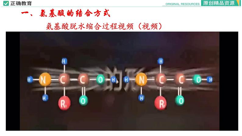 2.4 蛋白质是生命活动的主要承担者（第二课时）课件PPT06