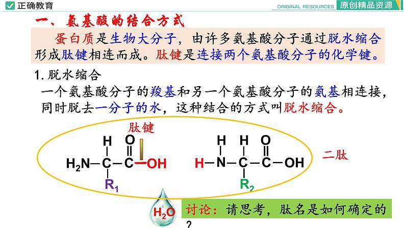 2.4 蛋白质是生命活动的主要承担者（第二课时）课件PPT07