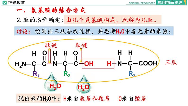 2.4 蛋白质是生命活动的主要承担者（第二课时）课件PPT08