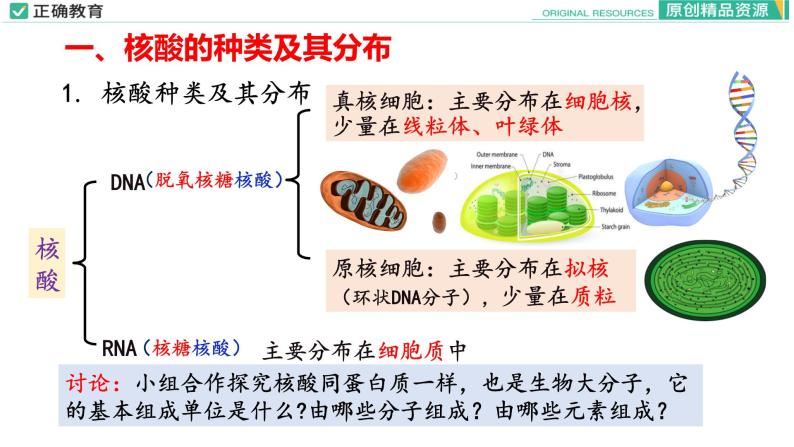 2.5 核酸是遗传信息的携带者课件PPT06