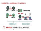 第二节 《动物细胞工程课时2》课件PPT+教案