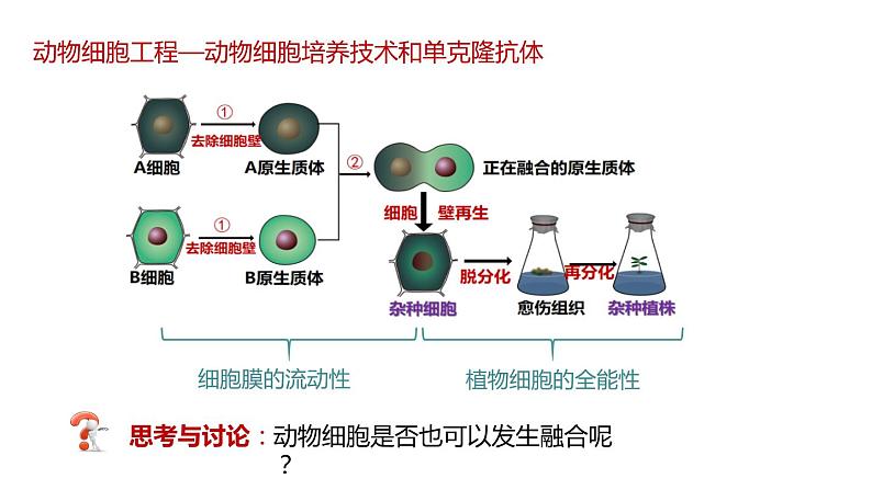 第二节 《动物细胞工程课时2》课件PPT+教案02