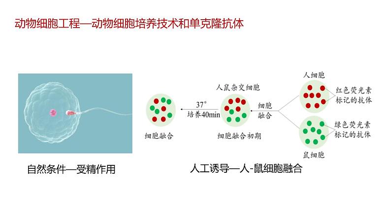 第二节 《动物细胞工程课时2》课件PPT+教案03