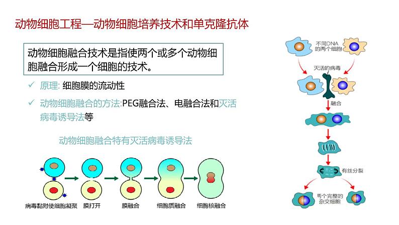 第二节 《动物细胞工程课时2》课件PPT+教案04