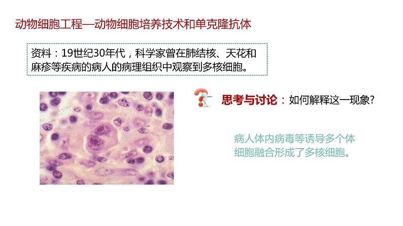 第二节 《动物细胞工程课时2》课件PPT+教案05