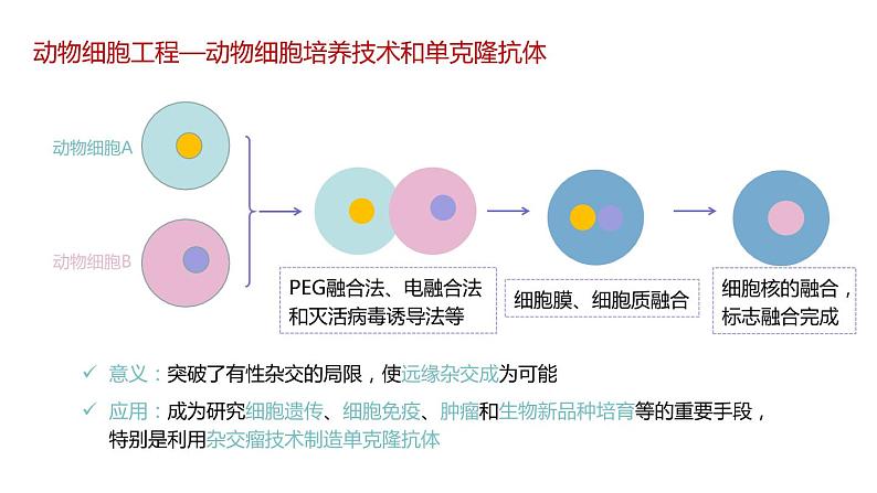 第二节 《动物细胞工程课时2》课件PPT+教案06