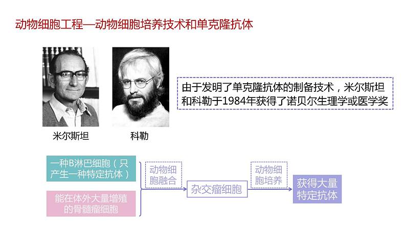 第二节 《动物细胞工程课时2》课件PPT+教案08