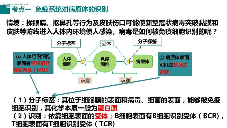 2023届高三生物一轮复习课件：第25讲 免疫调节（第二课时）03