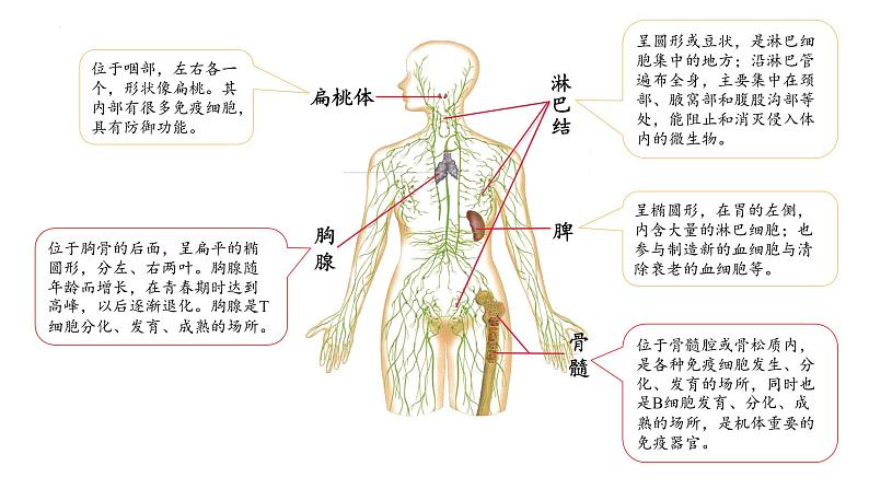 2023届高三生物一轮复习课件：第26讲　免疫调节（第一课时）第3页