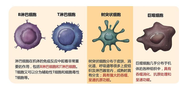 2023届高三生物一轮复习课件：第26讲　免疫调节（第一课时）第4页