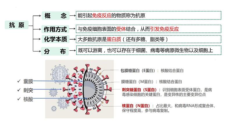 2023届高三生物一轮复习课件：第26讲　免疫调节（第一课时）第5页