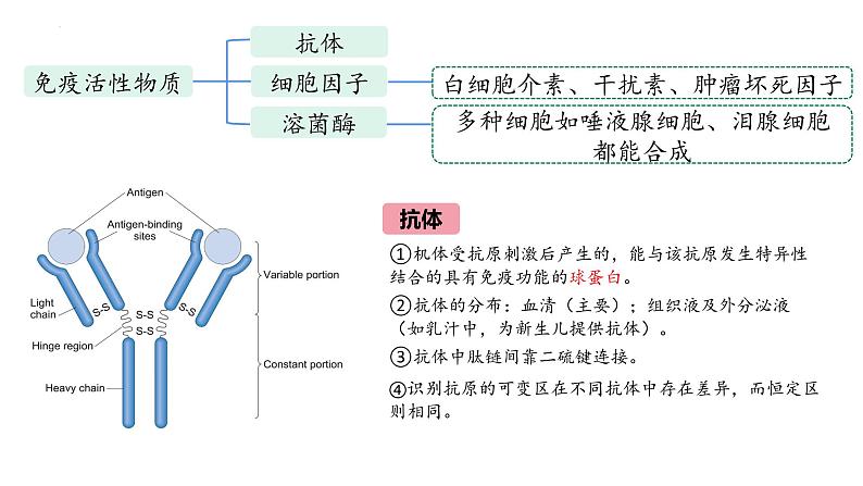 2023届高三生物一轮复习课件：第26讲　免疫调节（第一课时）第7页