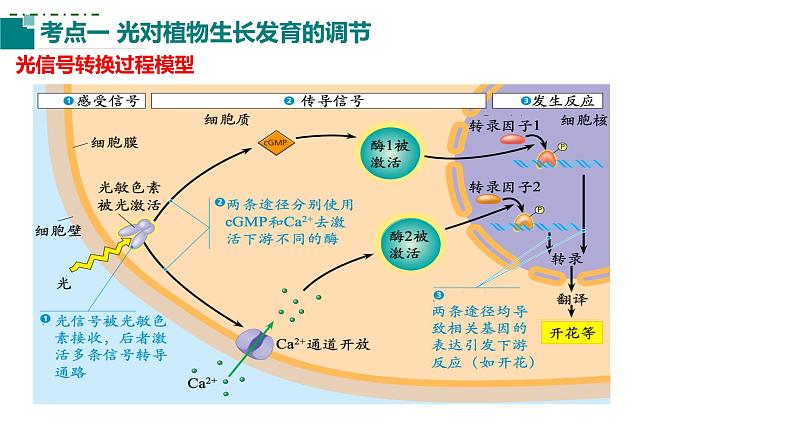 2023届高三生物一轮复习课件：第26讲植物生命活动的调节（第三课时）第4页