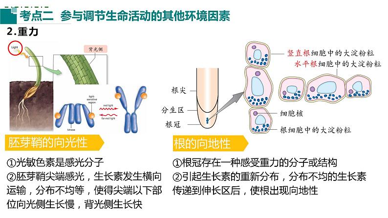 2023届高三生物一轮复习课件：第26讲植物生命活动的调节（第三课时）第6页