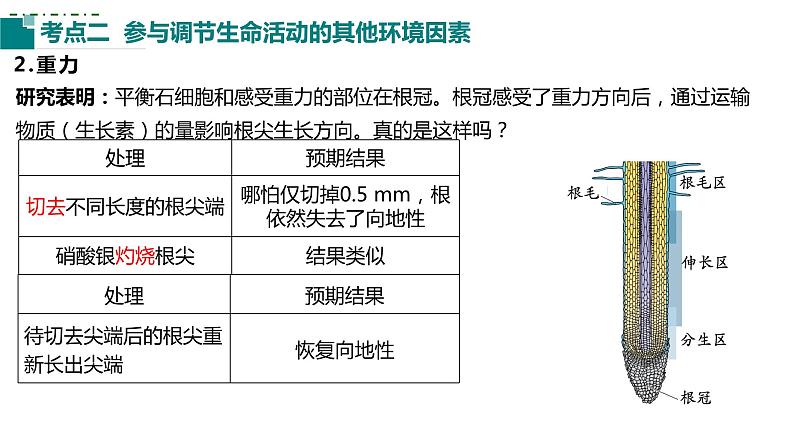 2023届高三生物一轮复习课件：第26讲植物生命活动的调节（第三课时）第7页