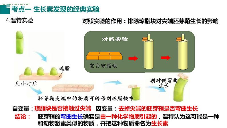 2023届高三生物一轮复习课件：第26讲植物生命活动的调节(第一课时）第5页