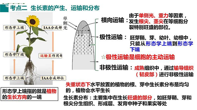 2023届高三生物一轮复习课件：第26讲植物生命活动的调节(第一课时）第8页