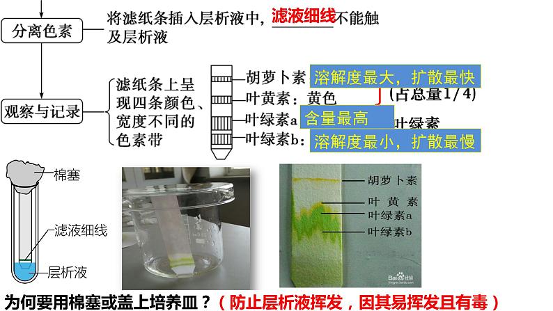 2023届高三生物一轮复习课件：光合作用与能量转化第6页