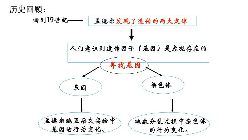 2023届高三生物一轮复习课件：基因在染色体上第3页