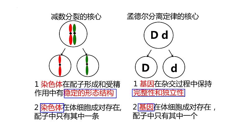 2023届高三生物一轮复习课件：基因在染色体上第5页