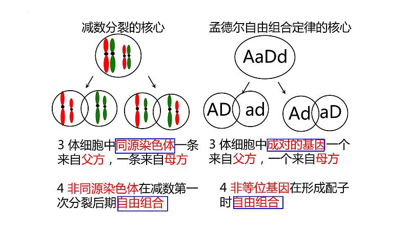 2023届高三生物一轮复习课件：基因在染色体上第6页