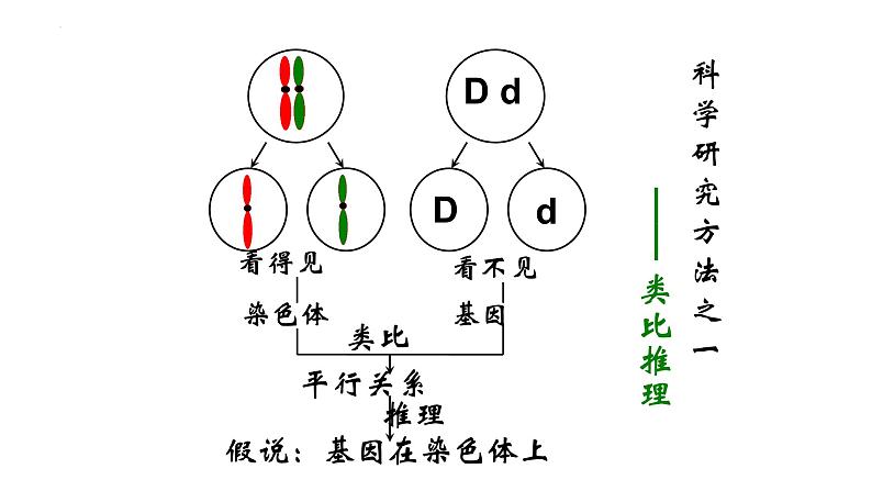 2023届高三生物一轮复习课件：基因在染色体上第7页