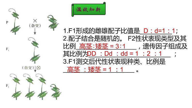 2023届高三生物一轮复习课件：孟德尔的豌豆杂交实验（二）第2页