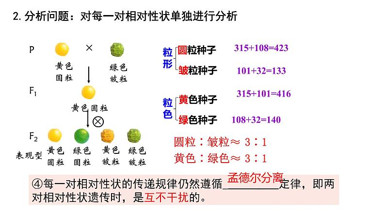 2023届高三生物一轮复习课件：孟德尔的豌豆杂交实验（二）第5页