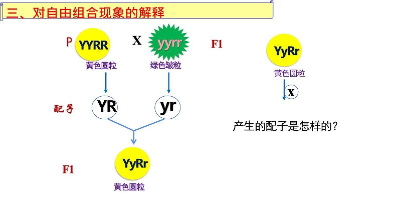 2023届高三生物一轮复习课件：孟德尔的豌豆杂交实验（二）第7页