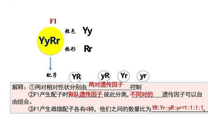 2023届高三生物一轮复习课件：孟德尔的豌豆杂交实验（二）第8页