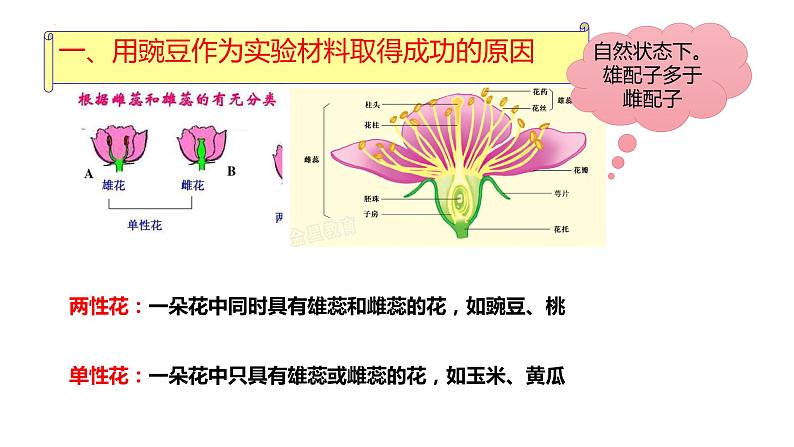 2023届高三生物一轮复习课件：孟德尔的豌豆杂交实验（一）第6页