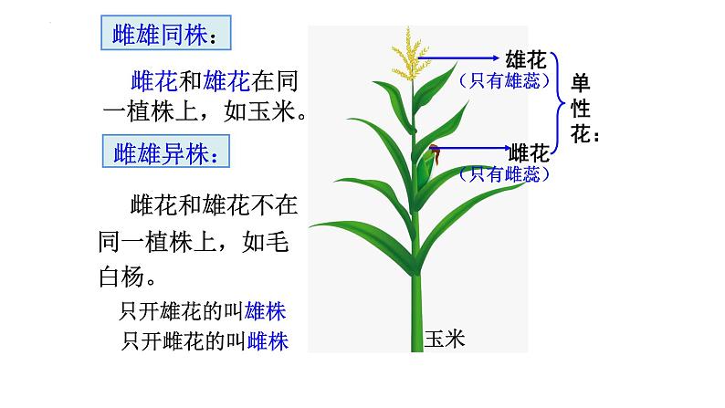 2023届高三生物一轮复习课件：孟德尔的豌豆杂交实验（一）第7页