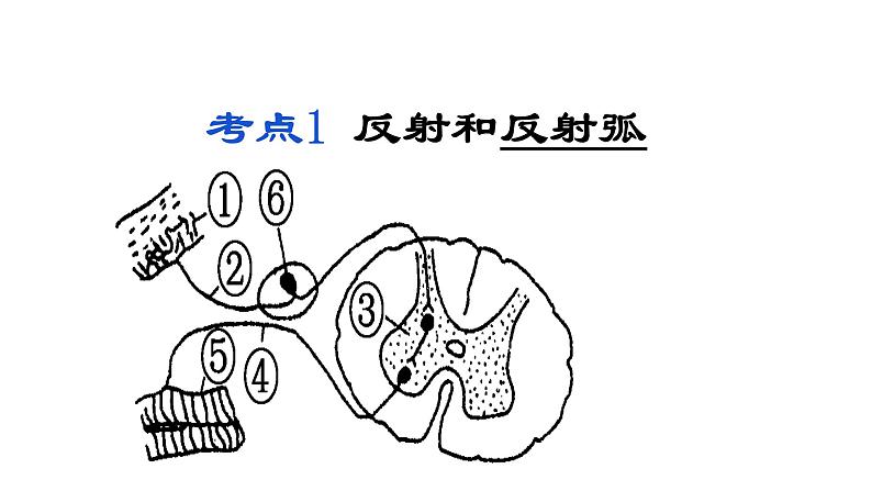 2023届高三生物一轮复习课件：神经调节(1)第2页