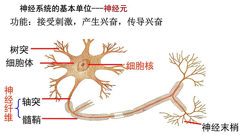 2023届高三生物一轮复习课件：神经调节(1)第3页