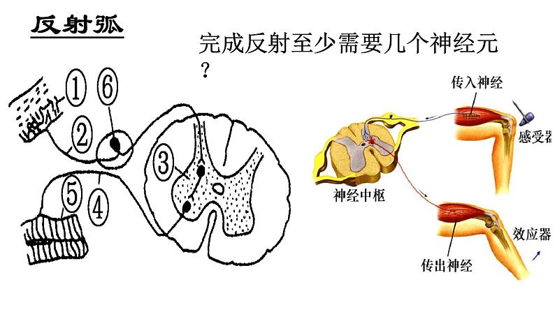 2023届高三生物一轮复习课件：神经调节(1)第4页