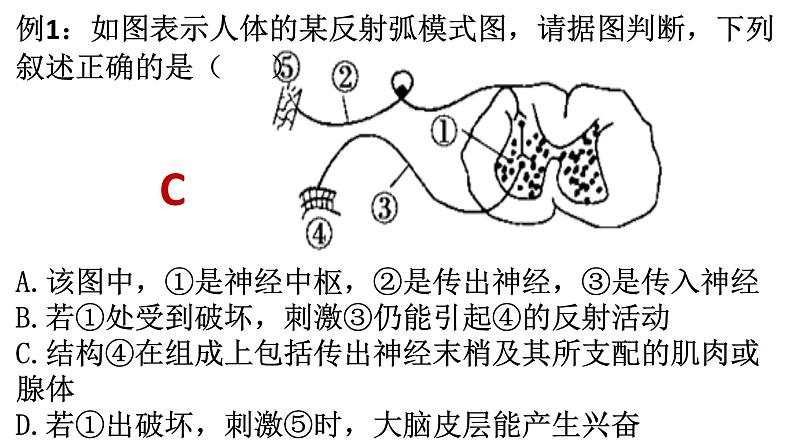 2023届高三生物一轮复习课件：神经调节(1)第5页