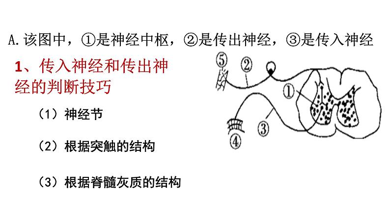 2023届高三生物一轮复习课件：神经调节(1)第6页