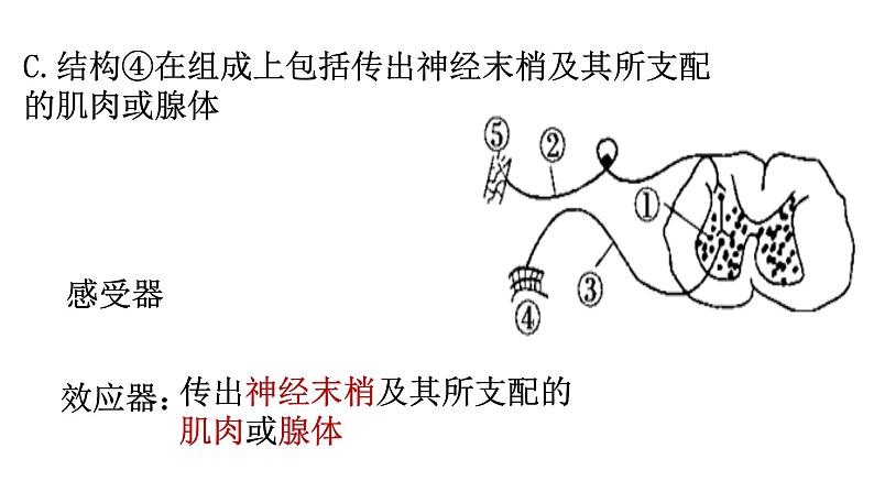 2023届高三生物一轮复习课件：神经调节(1)第8页