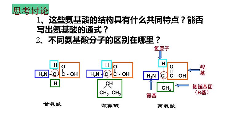 2023届高三生物一轮复习课件：生命活动的承担者-蛋白质第6页