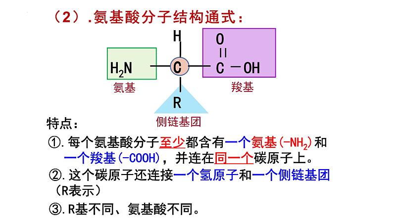 2023届高三生物一轮复习课件：生命活动的承担者-蛋白质第8页