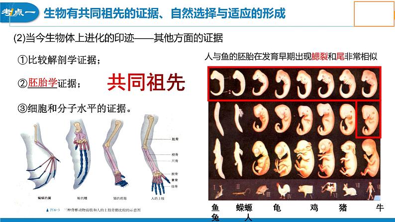 2023届高三生物一轮复习课件：生物的进化第6页