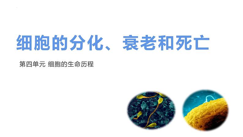 2023届高三生物一轮复习课件：细胞的分化、衰老和死亡第1页