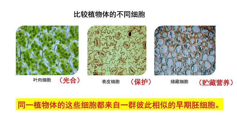 2023届高三生物一轮复习课件：细胞的分化、衰老和死亡第5页